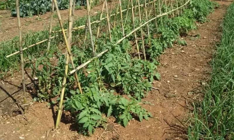 Cultivo Exitoso: Evitando Errores Comunes en el Huerto