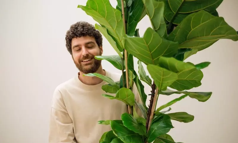 Guía Definitiva para el Cuidado del Ficus Lyrata: Claves para un Crecimiento Exuberante