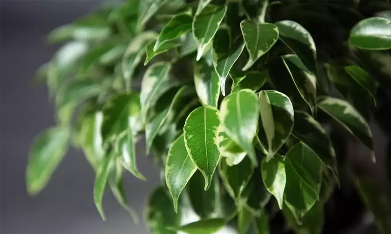 Guía Definitiva para el Cultivo Exitoso del Ficus Benjamina en Grandes Jardines