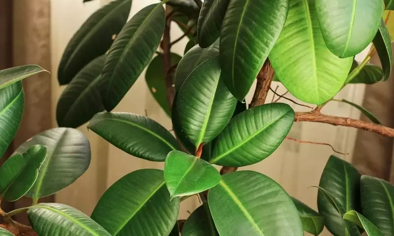 Guía Completa para el Cuidado del Ficus Elastica: Secretos para una Planta Vibrante