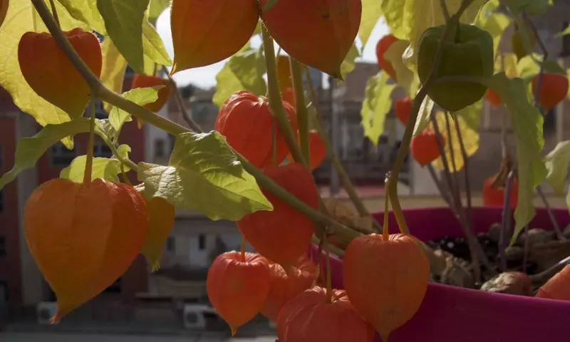 Descubriendo el Physalis alkekengi: Belleza Ornamental y Poder Nutricional