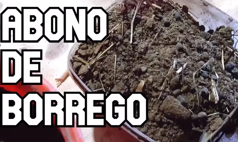 Estiércol de Oveja: El Oro Orgánico para tu Jardín y Huerto