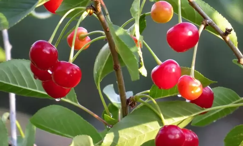 Variedades de Árboles Frutales Resistentes a Temperaturas Bajas