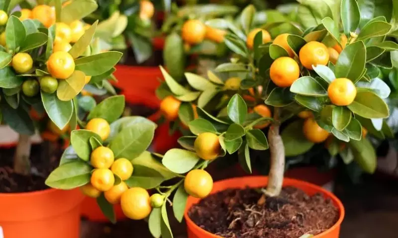 Cultivo y Cuidado de Frutales Enanos en Espacios Reducidos