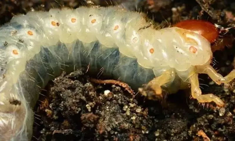 Control Integral de la Larva Gallina Ciega: Síntomas y Estrategias Efectivas
