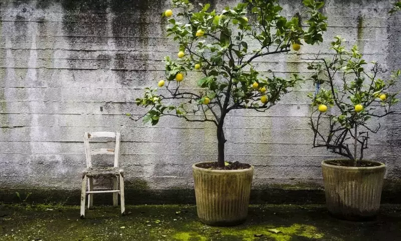 Árboles Frutales de Rápida Germinación para tu Jardín
