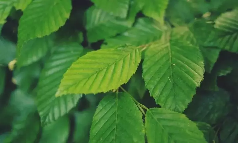 Las Fascinantes Funciones Vitales de las Plantas