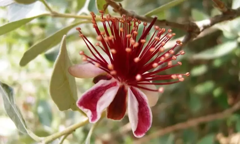 Árboles Frutales Tropicales Que Desafían el Frío: Una Guía Completa