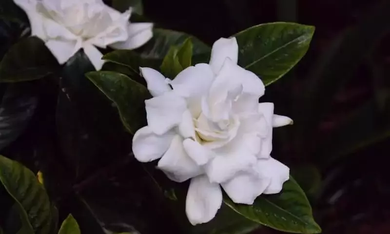 La Gardenia: Un Tesoro Exótico para Tu Jardín y Hogar