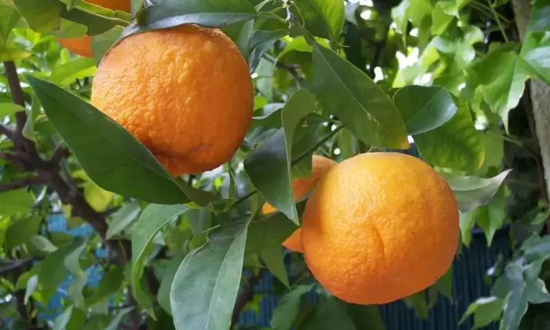 Guía Definitiva para el Cultivo Exitoso de Naranjos