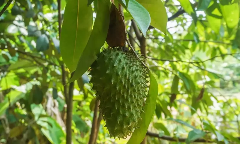 Cultivo Exitoso de Guanábana: Guía Completa para el Manejo Óptimo