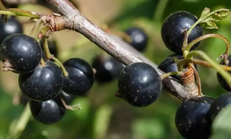 Descubriendo la Grosella Negra: Un Arbusto Versátil para el Huerto y la Cocina