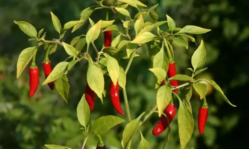 El fascinante mundo de los chiles: cultivo, propiedades y el secreto de su picor