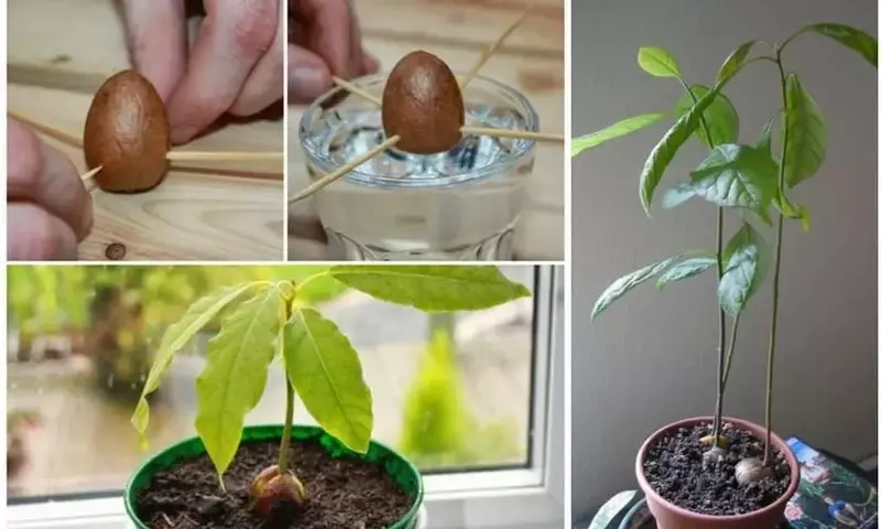 Guía Completa para el Cultivo y Trasplante de Aguacates