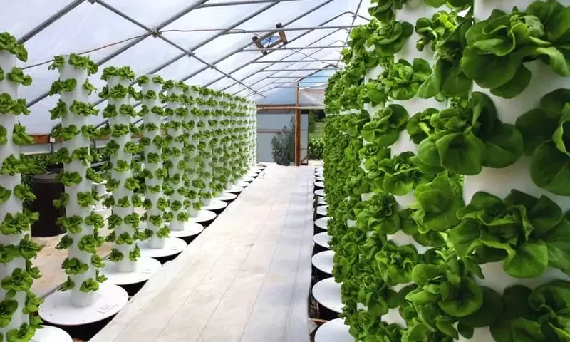 La Hidroponía: Una Revolución en el Cultivo sin Suelo