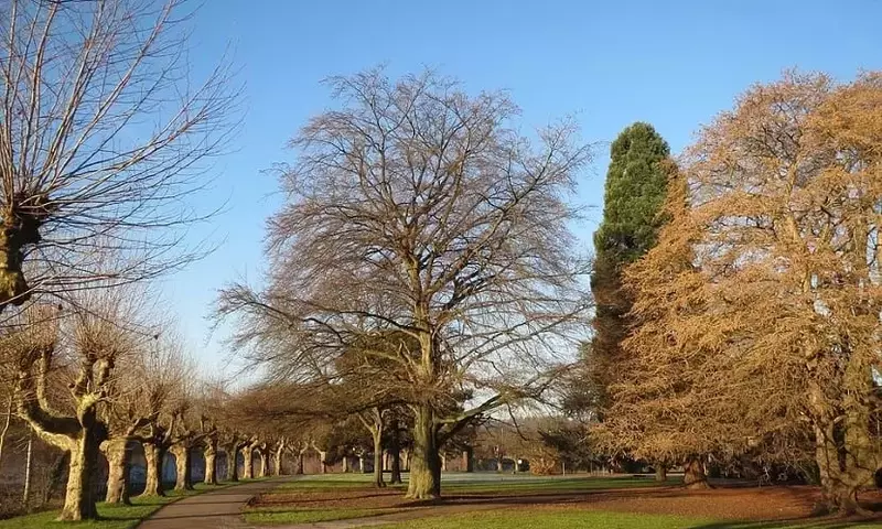 Descubriendo el Haya Común: Un Árbol Emblemático con Múltiples Usos y Cuidados Esenciales
