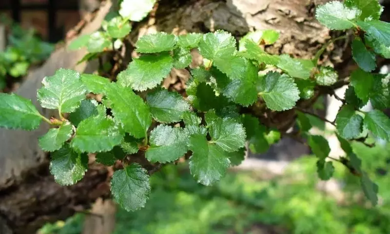 Nothofagus antarctica: El Árbol Caducifolio del Fin del Mundo