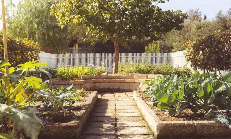 Cultivando Bienestar: El Impacto Terapéutico de la Jardinería en la Salud Integral