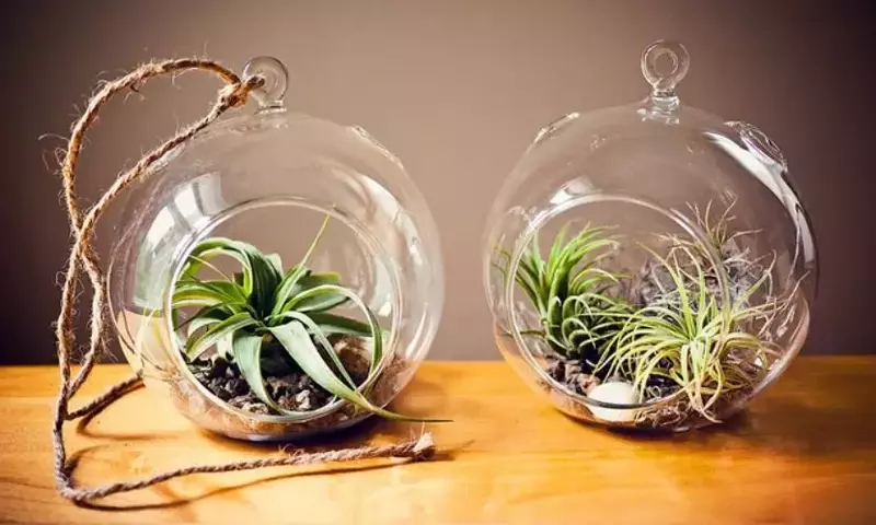 Ideas Creativas para Terrarios: Transforma Objetos Comunes en Jardines en Miniatura