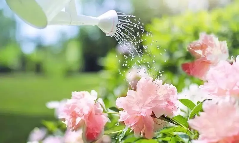 Estrategias y Herramientas Innovadoras para la Conservación del Agua en tu Jardín