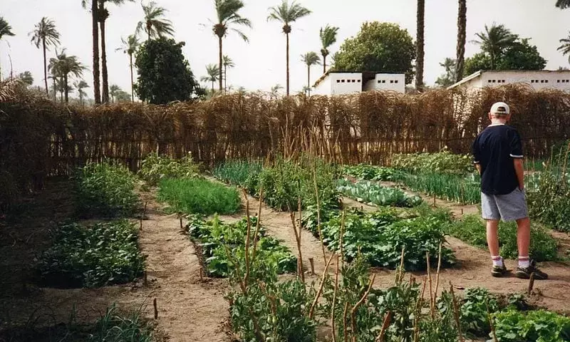 Cultivando el Futuro: La Importancia y Creación de Huertos Escolares