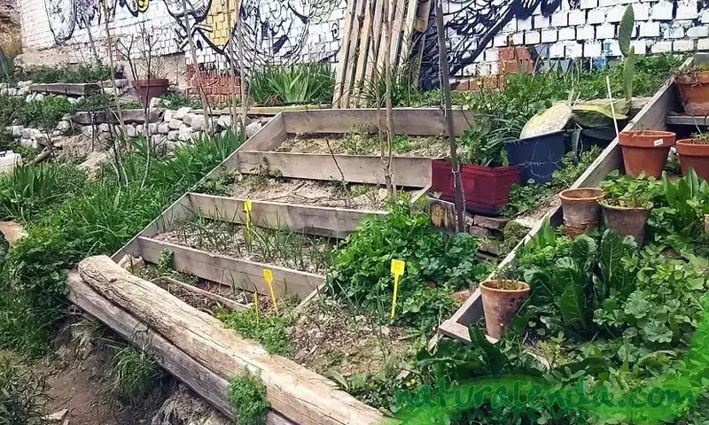 Cultivando el Bienestar: Una Guía Esencial para Huertos Caseros en Entornos Urbanos