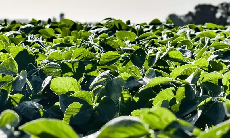 Biofungicidas: La Vanguardia Ecológica en el Cuidado del Jardín