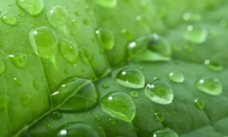 El Arte de la Hidratación Vegetal: Maximizando la Vitalidad de tus Plantas