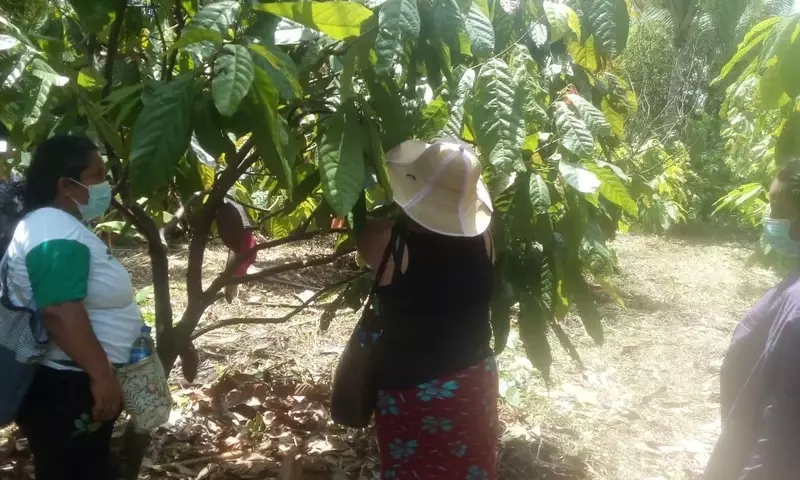 Guía Integral para el Cultivo Exitoso de Árboles Frutales