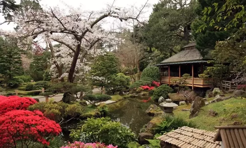 El Oasis Sereno: Desvelando los Secretos del Jardín Japonés