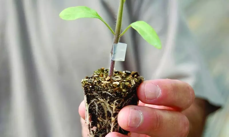 La Vanguardia del Injerto: Potenciando la Resistencia y Productividad del Tomate
