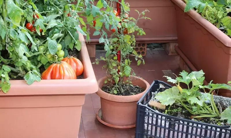 Cultiva Tu Propio Oasis Verde: Una Guía Esencial para Huertos Urbanos Sostenibles en Casa