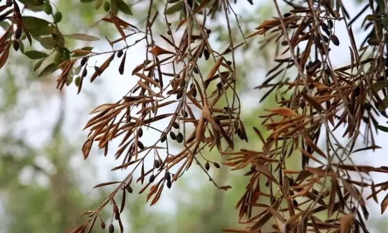 La Amenaza Silenciosa: Comprendiendo y Combatiendo la Xylella fastidiosa