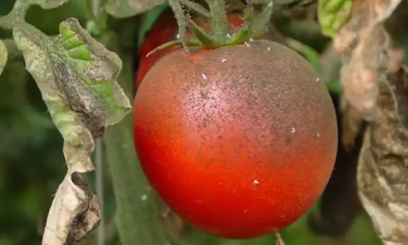 Manejo de la Mosca Blanca en Cultivos de Tomate: Prevención y Control