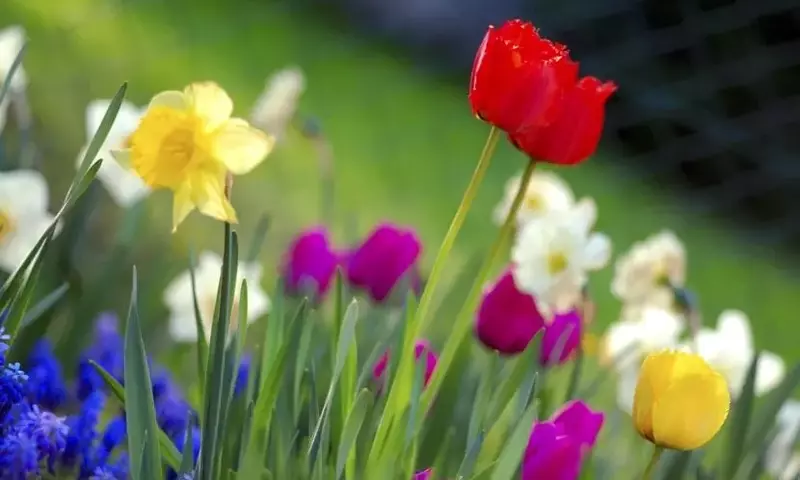 Plantas repelentes: una solución natural contra los insectos