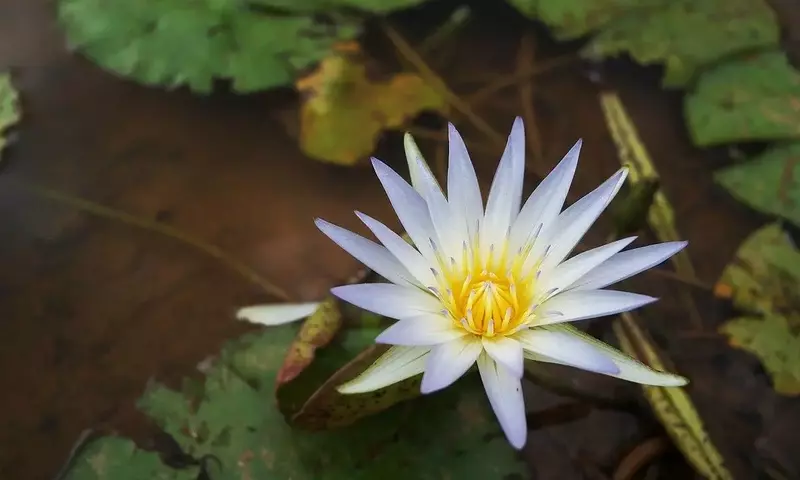 El Enigmático Loto Azul: Belleza, Historia y Usos
