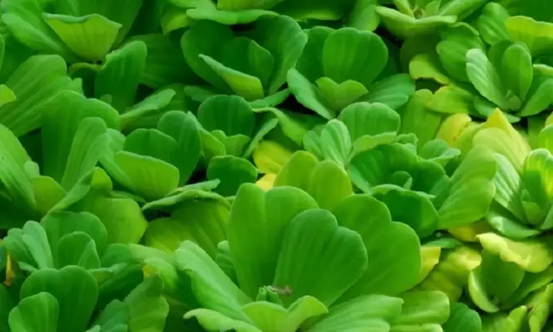 Descubriendo la Lechuga de Agua: Una Joya para su Estanque