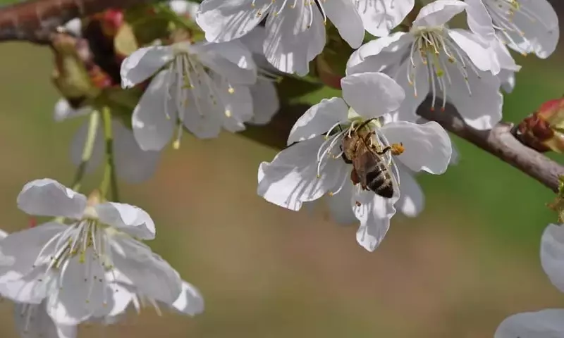 La Crucial Polinización en Árboles Frutales