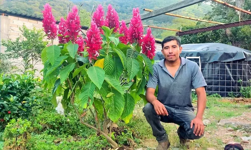 Guía Completa para el Cuidado de la Justicia Carnea: La Flor Exótica que Ilumina tu Hogar