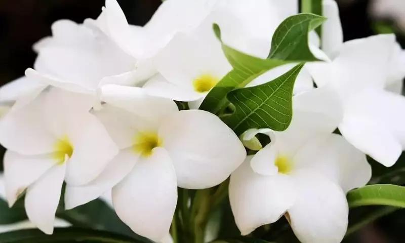 El Jazmín Aromático: Una Guía Completa para su Cultivo Exitoso