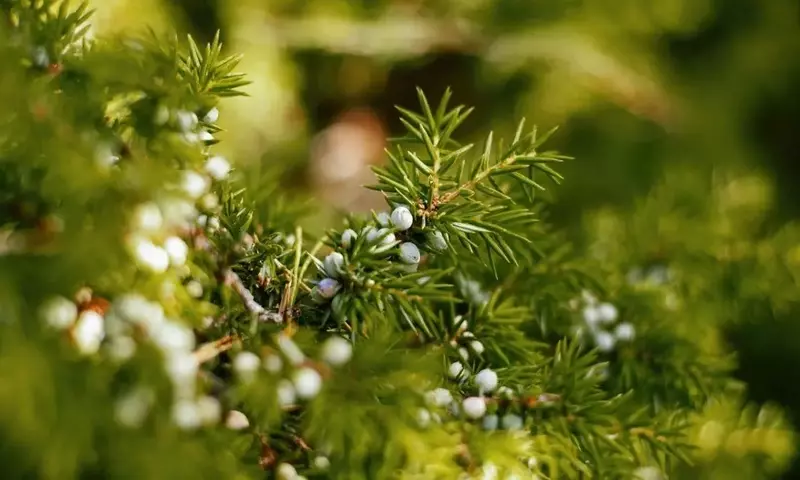 Juniperus Oxycedrus: El Resiliente Habitante Mediterráneo