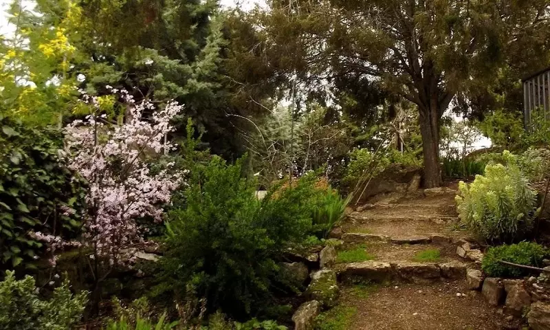 Un Toque Violeta: La Magia de Árboles y Arbustos de Hojas Púrpuras en tu Jardín
