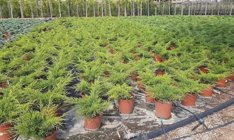 Descubriendo el Enebro Rastrero: Un Tapiz Verde de Resistencia y Belleza
