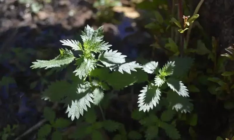 La Ortiga: Un Recurso Inestimable para el Cultivo Orgánico