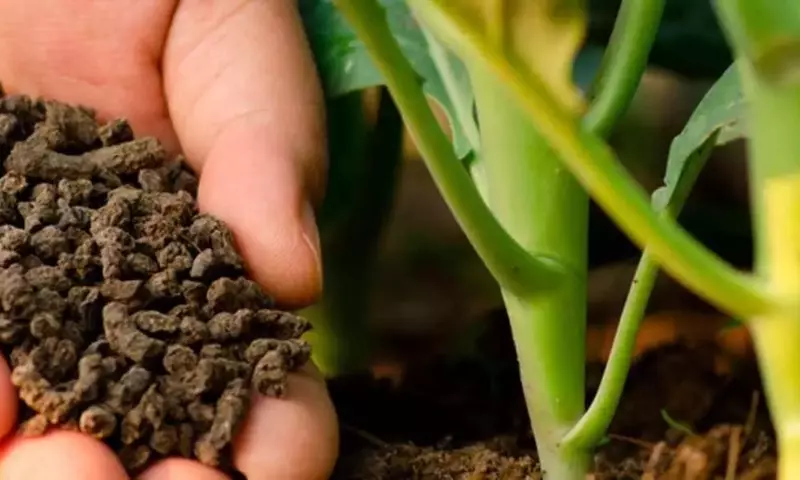 La Nutrición Ecológica de las Plantas: Una Guía Completa sobre la Fertilización Orgánica