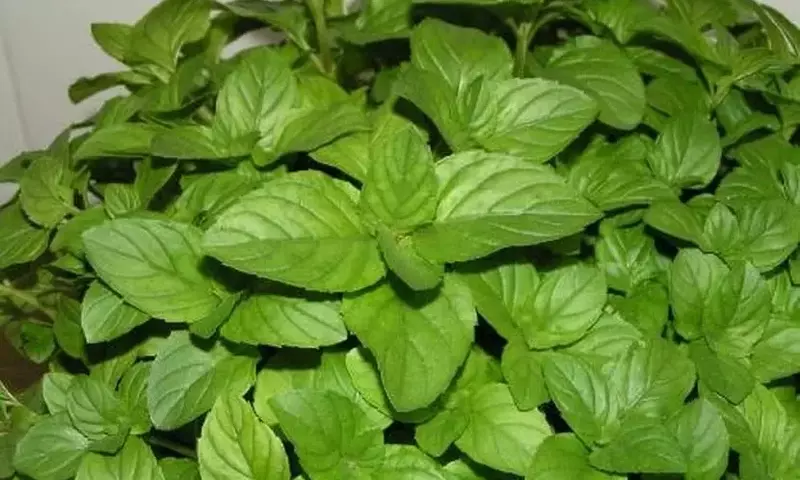 Guía Esencial para el Cultivo y Cosecha de la Menta
