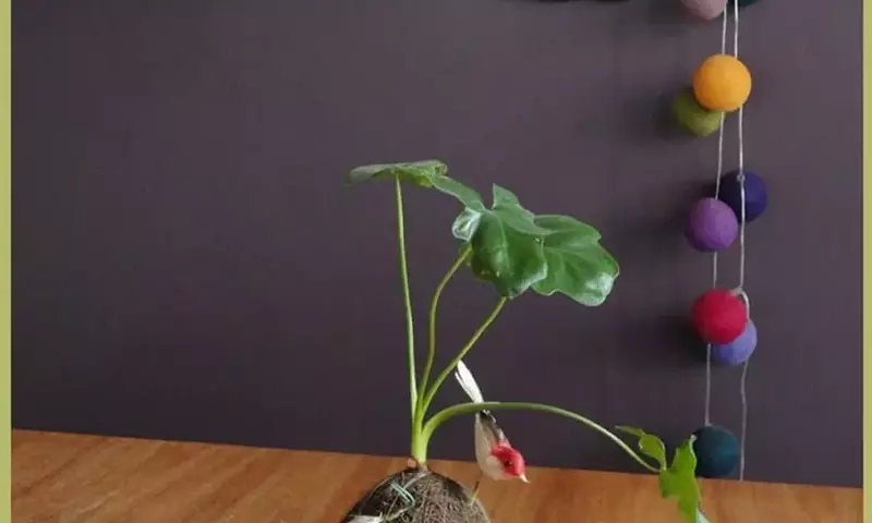 Selección Ideal de Plantas para Kokedamas: Guía Completa