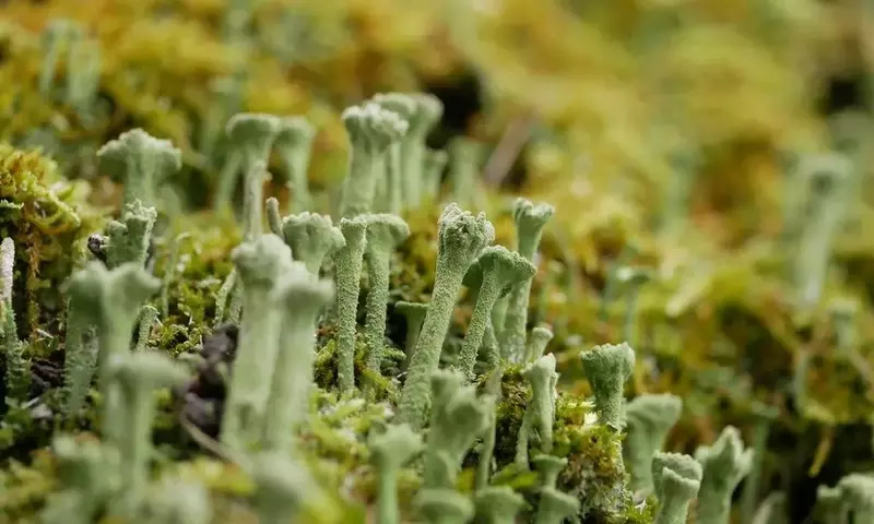 Algas, Líquenes y Musgos: Guardianes Invisibles de Nuestros Jardines