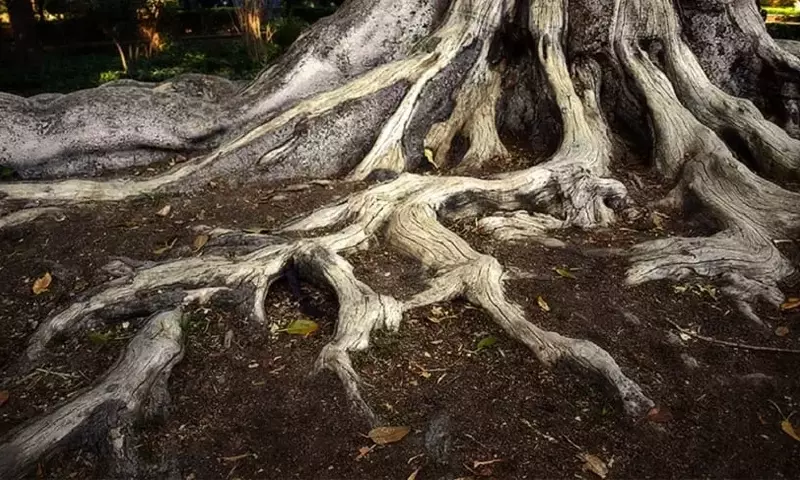 Comprendiendo las Raíces: Estructura, Función y Esencialidad para la Vida Vegetal