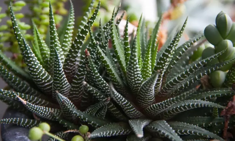 Descubriendo las Fascinantes Plantas Caudiciformes: Belleza y Resistencia en el Reino Vegetal